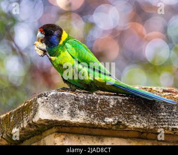 Il pappagallo australiano del collo dell'anello (Barnardius zonarius semitorquatus) arroccato su una parete che mangia una patata della patata, Australia occidentale, Australia Foto Stock