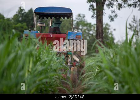 Coltivatore che guida un trattore attraverso un campo di canna da zucchero, Thailandia Foto Stock