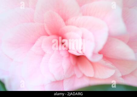 Sfondo della natura astratta sfocata. Sfondo rosa pastello sfumato petali di San Valentino Abstract sfondo rosa. Vista ravvicinata su petali rosa del fiore della viola come sfondo Foto Stock