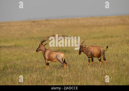 Topis maschile, Parco Nazionale del Serengeti Foto Stock