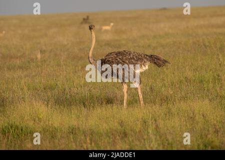 Struzzo comune femminile, Tanzania Foto Stock