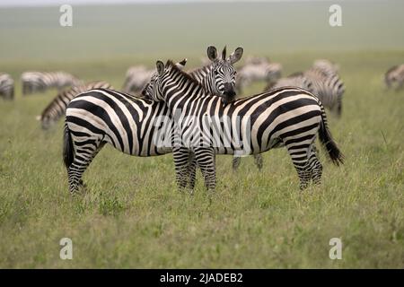 Teste di riposo zebre, Parco Nazionale Serengeti Foto Stock