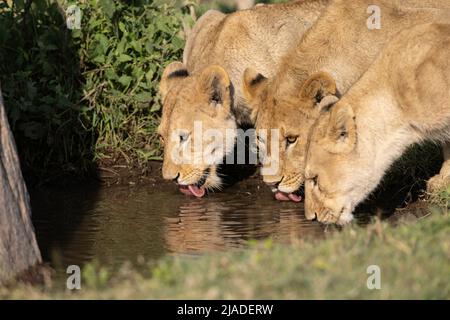 Acqua potabile Lions, Parco Nazionale Serengeti Foto Stock