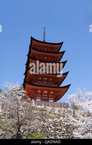 Santuario di Toyokuni Pagoda a cinque piani con fiori di ciliegia 厳島神社 五重塔 Isola di Miyajima aka Itsukushima, Baia di Hiroshima, Honshu occidentale, Giappone Foto Stock