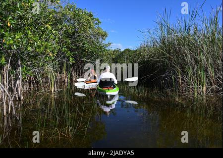 Kayak senior attivo e donna su Nine Mile Pond nel Parco Nazionale Everglades nel limpido pomeriggio di aprile soleggiato. Foto Stock