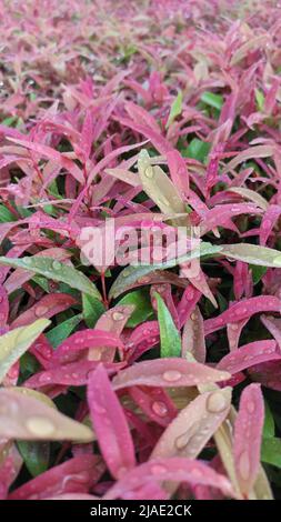 Mattina rugiada su foglie di pianta Syzygium paniculatum Foto Stock