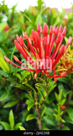 Questa pianta di Ixora chinensis è diventata la pianta più ornamentale che abbia incontrato Foto Stock