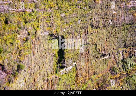 Giardini pendenti della valle lorda nelle Blue Mountains NSW, una parete di roccia verticale coperta di piante nella valle, NSW, Australia Foto Stock