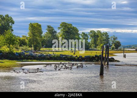 Raduno della mattina presto del Canada Geese sul fiume Fraser vicino a Steveston British Columbia Canada Foto Stock