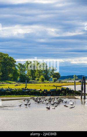 Raduno della mattina presto del Canada Geese sul fiume Fraser vicino a Steveston British Columbia Canada Foto Stock