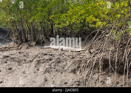 Sundarban, Bengala Occidentale, India - 27 dicembre 2021: Parco nazionale sundarbans, a coccodrillo Foto Stock