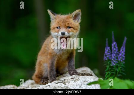 Volpe rossa, volpi volpi, piccolo cucciolo giovane in foresta su pietra con fiori viola. Graziosi piccoli predatori selvatici in ambiente naturale. Fauna selvatica scena da Foto Stock