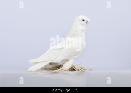 Un gulbadam bianco si siede e fissa la fotocamera. Foto Stock