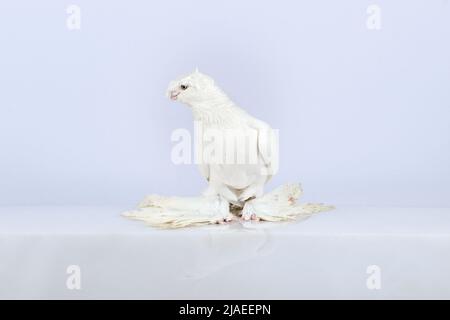 Un gulbadam bianco si siede e fissa la fotocamera. Foto Stock