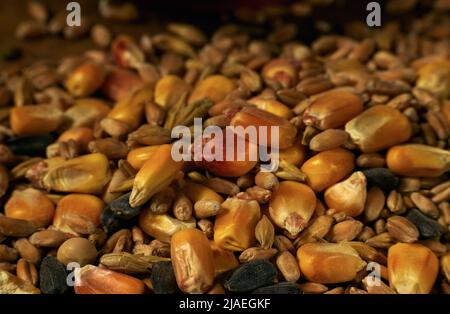 Closeup foto una miscela di grano, mais e semi di girasole versato su un asse di legno Foto Stock