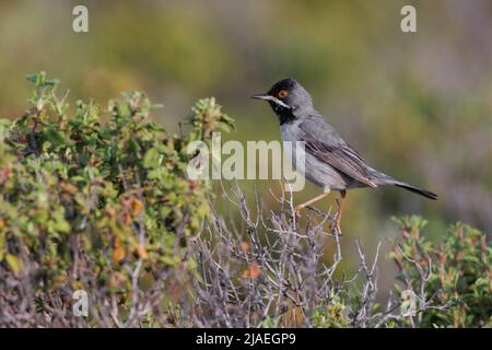 Warbler di Rüppell, Haramida, Lesbo, Grecia, maggio 2022 Foto Stock