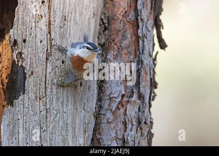 Nuthatch di Krüper, foresta di Achladeri, Lesbo, Grecia, maggio 2022 Foto Stock