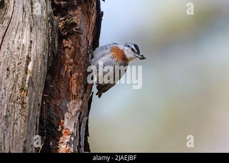 Nuthatch di Krüper, foresta di Achladeri, Lesbo, Grecia, maggio 2022 Foto Stock