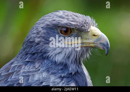 Aquila di buzzard con la parte nera - Geranoaetus melanoleucus Foto Stock