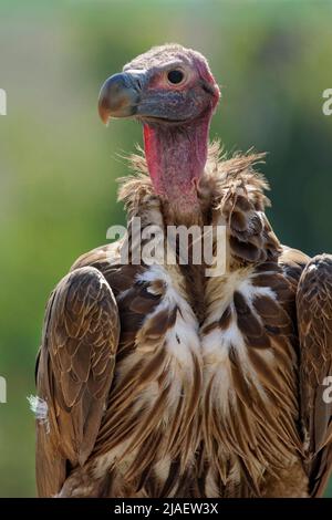 Avvoltoio con superficie in lappetta - Torgos tracheliotos Foto Stock