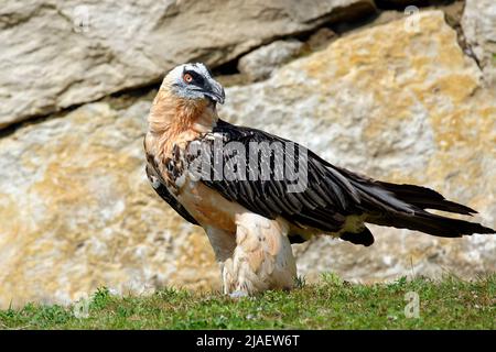 Gipeto - Gypaetus barbatus Foto Stock