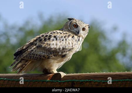 Indian il gufo reale / Bengala il gufo reale - Bubo bengalensis Foto Stock