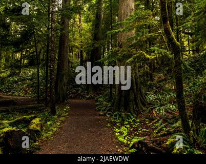 Sentiero forestale nella Columbia Britannica con grandi alberi Fir, Cedar, Spruce e Hemlock. Conservazione della diversità che è stata danneggiata da un'eccessiva registrazione. Foto Stock