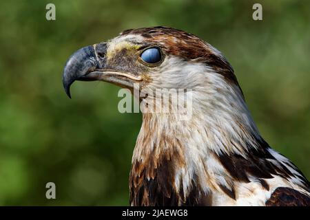 Aquila di pesce africano giovanile - vocifer Haliaeetus Foto Stock