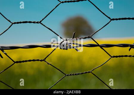 Un albero solitario e recinzioni di filo tra fiori gialli. Soggiorno libero e sbarazzarsi di ostacoli. Fuga dalla prigionia. Sfondo. Foto Stock