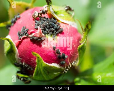 afidi e formiche su un germoglio di rose; germoglio di fiori con pidocchi di piante primo piano; formiche che mungono afidi nido d'ape Foto Stock
