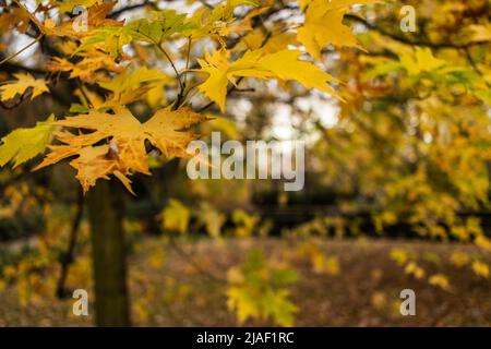 Foglie di autunno essiccate e cadute Foto Stock