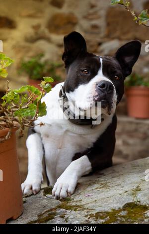 ritratto di giovane bue femmina bianco e nero pit bull guardando fotocamera con espressione curiosa, divertente.. fotografia verticale Foto Stock