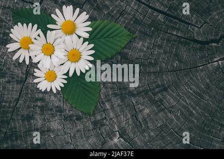 Vista dall'alto sulla natura morta con bouquet di fiori di camomilla selvaggi d'estate. Primo piano di fiori selvatici su tavola di legno vintage scuro. Sfondo rustico con copia Foto Stock