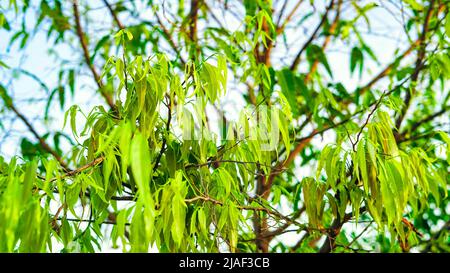 Foglie fresche e di nuova crescita su polyalthia longifolia o Ashoka albero, nativo di india è un albero sempreverde alto. Foto Stock