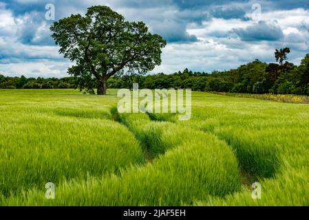 Un campo d'orzo, Staindrop, Barnard Castle, Co. Durham, UK. Foto Stock