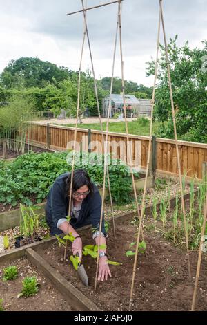 Donna che pianta i fagioli del corridore alla base dei poli del fagiolo nel suo orto di verdure. Foto Stock