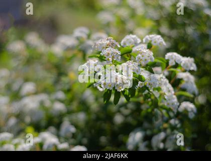 Splendidi fiori di spirea bianca in fiore. Fiori bianchi di primavera Foto Stock