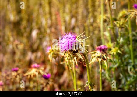 primo piano del fiore viola di marianum silibum su sfondo verde Foto Stock