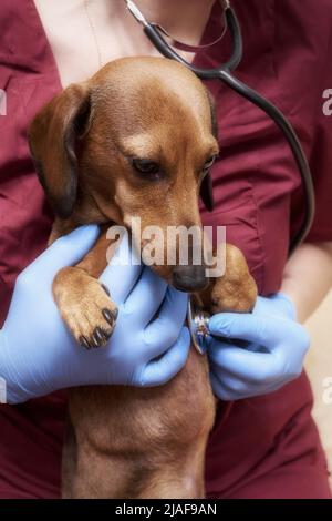 Il veterinario ascolta il battito cardiaco del cane con uno stetoscopio. Cane in clinica veterinaria Foto Stock