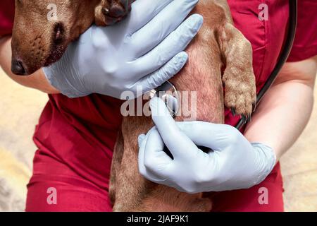 Esame del cane nella clinica veterinaria. Il veterinario ascolta il battito cardiaco del cane con uno stetoscopio Foto Stock