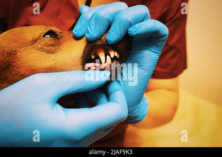 Il veterinario esamina i denti del cane. Bocca del cane e le mani di un veterinario in guanti da vicino Foto Stock