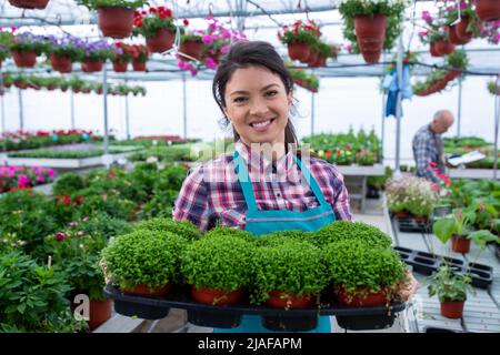 Ritratto di un fiorista femminile sorridente in un giardino di stanza dei bambini che tiene un vassoio con una pianta in una pentola. Foto Stock