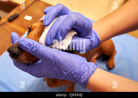 Trattamento degli occhi di un cane in una clinica veterinaria. Veterinario che esamina un cane Foto Stock