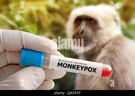 L'operatore medico tiene una provetta con il campione di sangue infetto da virus Monkeypox nelle sue mani, mani in guanti da vicino sullo sfondo di un triste monaco Foto Stock