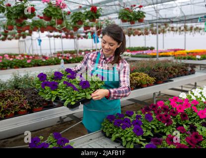 Fiorista femminile in giardino vivaio che tiene un vassoio con fiori in una pentola mentre indossa un grembiule giardino e smetta fiori. Foto Stock