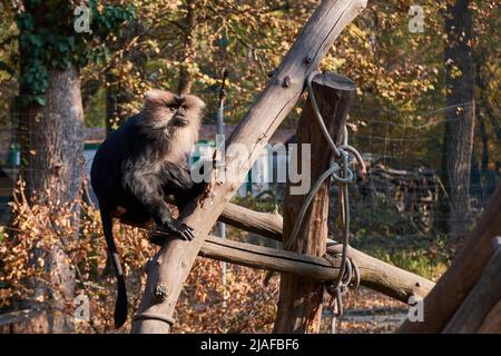 Il macaco con coda di leone (Macaca silenus), noto anche come il wanderoo seduto su un ceppo allo zoo Foto Stock