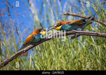 Apicolor d'api europeo (Merops apiaster), coppia in esposizione, Germania, Baden-Wuerttemberg Foto Stock