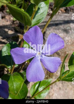 Greater perivinkle (Vinca Major), flower, Germania Foto Stock