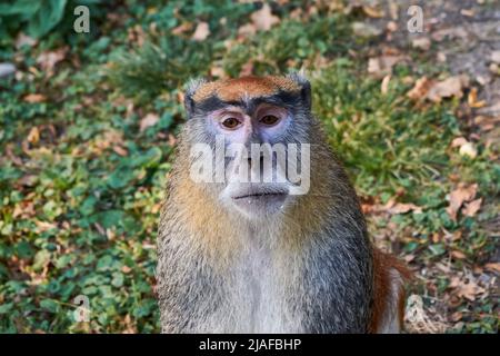 La scimmia comune patas (Erythrocebus patas), la scimmia wadi o ritratto di scimmia hussar Foto Stock