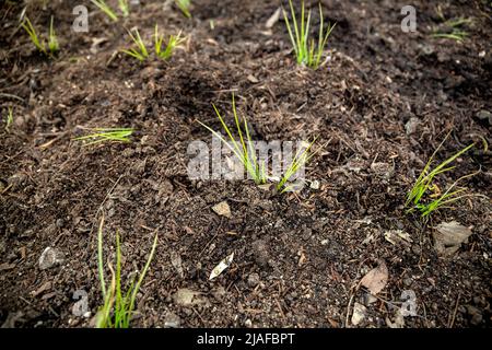 giovani pianta che emergono dalla terra in primavera Foto Stock
